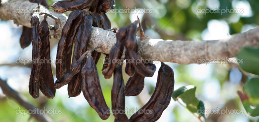 Nulla id egestas libero