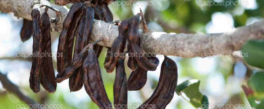 Nulla id egestas libero