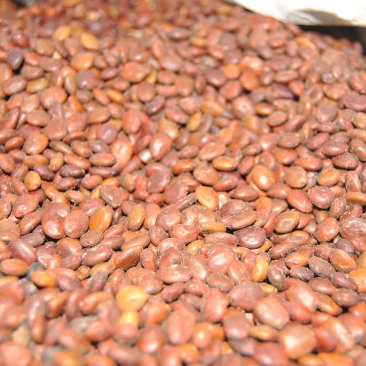 Carob Seeds